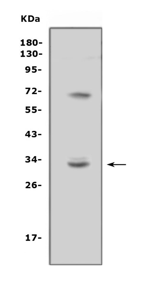 Anti-TREML1 Antibody Picoband®
