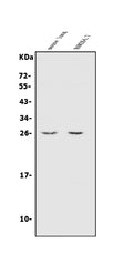 Anti-CINP Antibody Picoband®