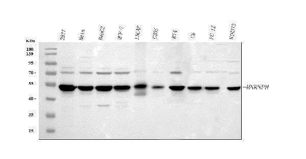 Anti-HnRNP H/HNRNPH1 Antibody Picoband®