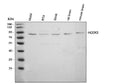 Anti-HOOK3 Antibody Picoband®