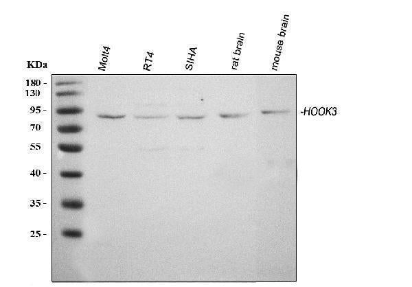 Anti-HOOK3 Antibody Picoband®