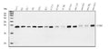 Anti-Proteasome 20S beta 6/PSMB6 Antibody Picoband®