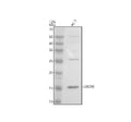 Anti-UBE2W Antibody Picoband®