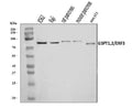 Anti-GSPT1,2 Antibody Picoband®