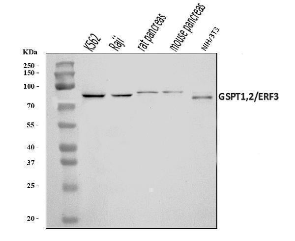 Anti-GSPT1,2 Antibody Picoband®