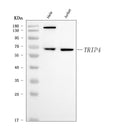 Anti-ASC1/TRIP4 Antibody Picoband®