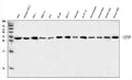 Anti-C1orf77/FOP/CHTOP Antibody Picoband®