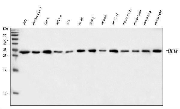 Anti-C1orf77/FOP/CHTOP Antibody Picoband®