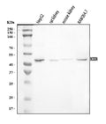 Anti-BCKDK Antibody Picoband®