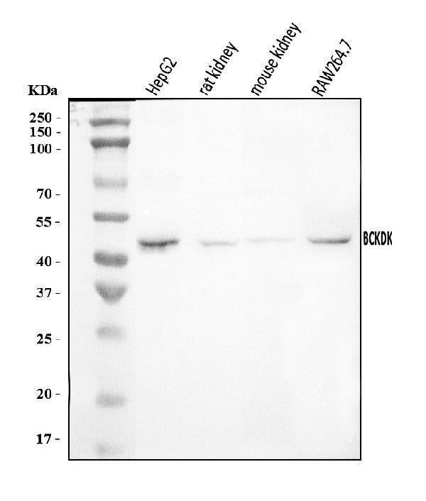 Anti-BCKDK Antibody Picoband®