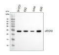 Anti-ATG10 Antibody Picoband®