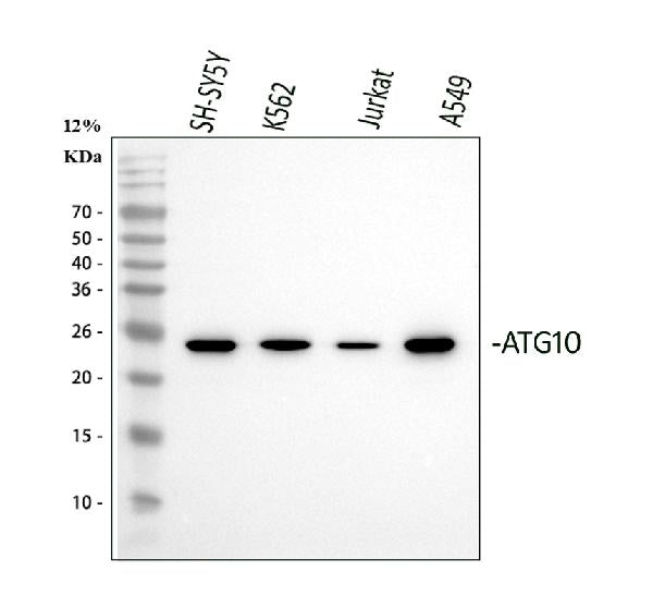 Anti-ATG10 Antibody Picoband®