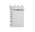 Anti-ELP2 Antibody Picoband®