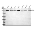 Anti-OTUD4 Antibody Picoband®
