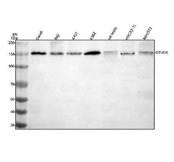 Anti-OTUD4 Antibody Picoband®