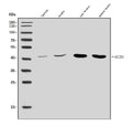 Anti-Arginine decarboxylase/AZIN2 Antibody Picoband®