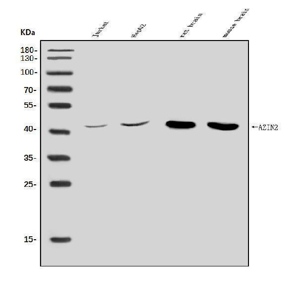 Anti-Arginine decarboxylase/AZIN2 Antibody Picoband®