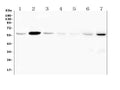 Anti-Fascin 2/FSCN2 Antibody Picoband®