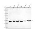 Anti-TFEC Antibody Picoband®