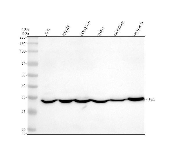 Anti-TFEC Antibody Picoband®