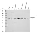 Anti-SERPINB7 Antibody Picoband®