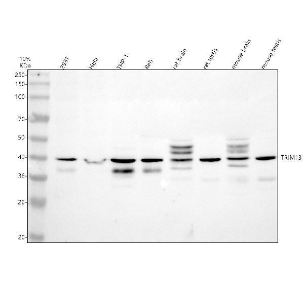 Anti-TRIM13 Antibody Picoband®