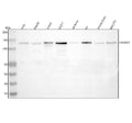 Anti-HTATSF1 Antibody Picoband®