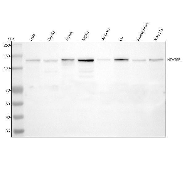 Anti-HTATSF1 Antibody Picoband®