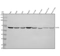 Anti-SESN3 Antibody Picoband®