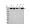 Anti-TAS1R1 Antibody Picoband®