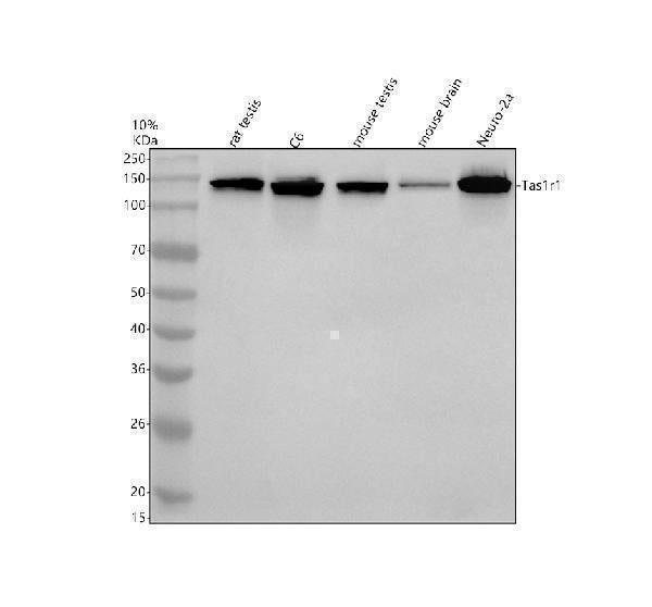 Anti-TAS1R1 Antibody Picoband®