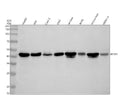 Anti-PCYT2 Antibody Picoband®