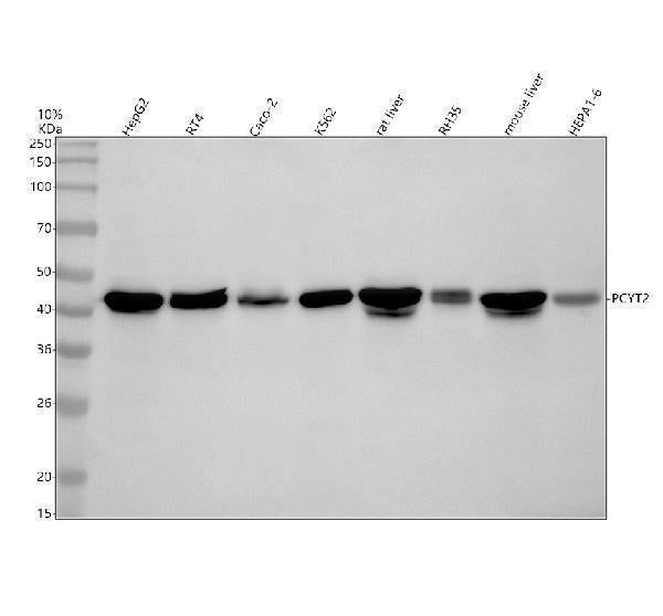 Anti-PCYT2 Antibody Picoband®