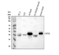 Anti-GPD1L Antibody Picoband®