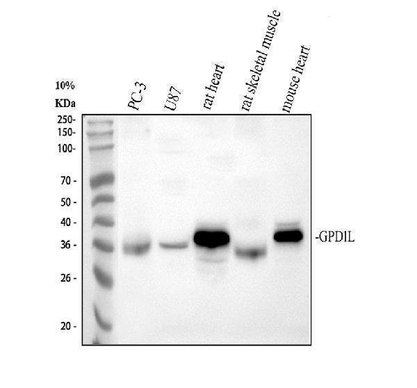 Anti-GPD1L Antibody Picoband®