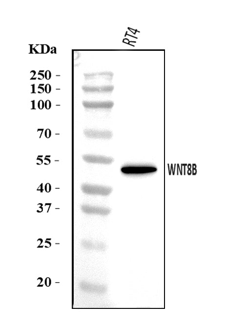 Anti-WNT8B Antibody Picoband®