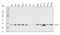 Anti-NDUFB8 Antibody Picoband®