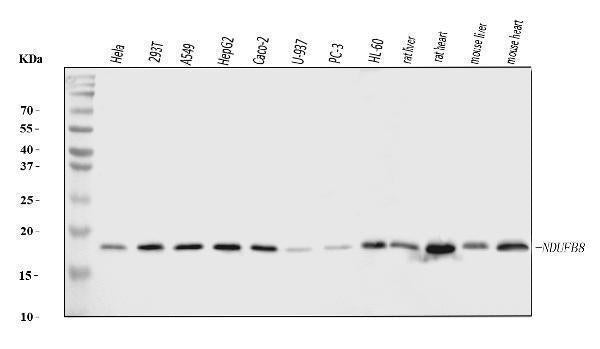 Anti-NDUFB8 Antibody Picoband®