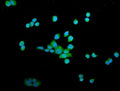 Anti-OTULIN Antibody Picoband®