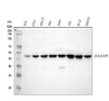 Anti-DAZAP1 Antibody Picoband®