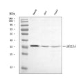 Anti-HOXA4 Antibody Picoband®