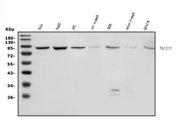 Anti-DNAJC10 Antibody Picoband®