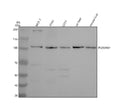 Anti-PLEKHM1 Antibody Picoband®