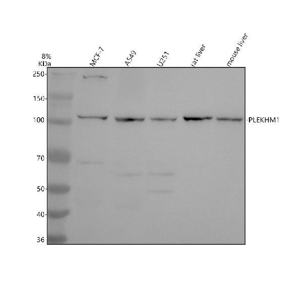 Anti-PLEKHM1 Antibody Picoband®