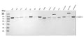 Anti-APP-1/PABPC4 Antibody Picoband®