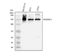 Anti-MAML3 Antibody Picoband®