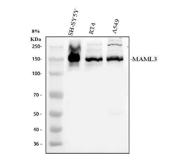 Anti-MAML3 Antibody Picoband®