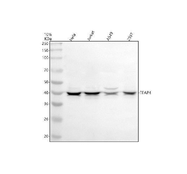 Anti-TFAP4 Antibody Picoband®