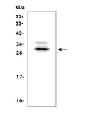 Anti-BAMBI/NMA Picoband® Antibody