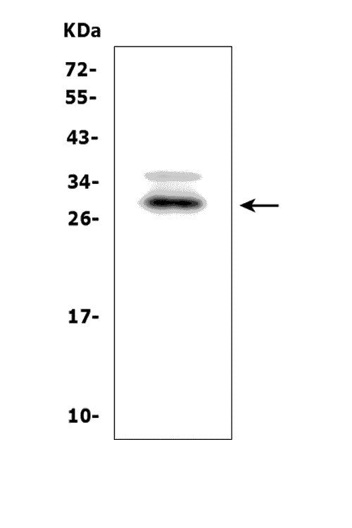 Anti-BAMBI/NMA Picoband® Antibody